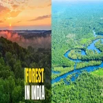Amazon Rainforest