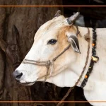 pashu paricharak