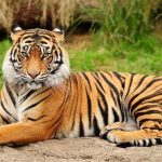 Royal Bengal Tiger in forest – The National Animal of India