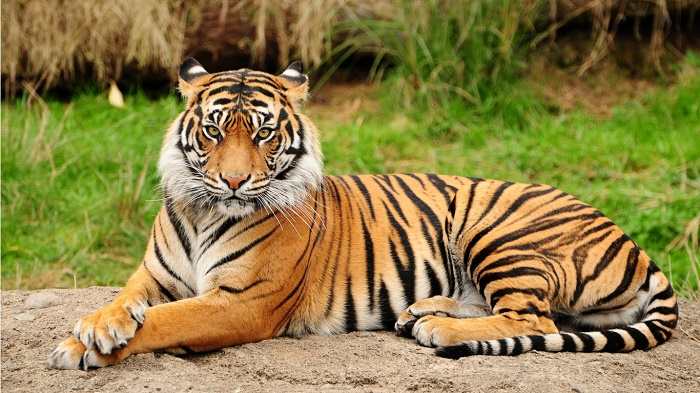 Royal Bengal Tiger in forest – The National Animal of India