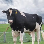 Character-Cow2577 Rareddit (2025)