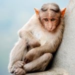 Cute Monkey -AI